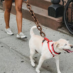 Black Halloween chain dog leash costume accessory